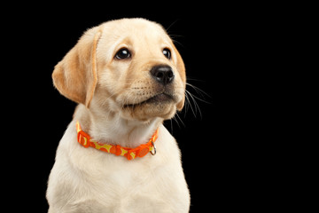 Portrait of Golden Labrador Retriever puppy Looking up isolated on black background