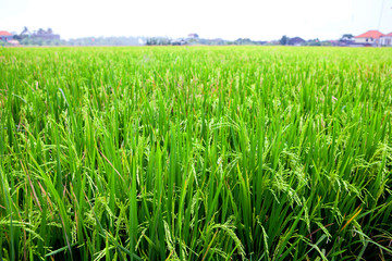 Obraz premium The young shoots of rice in a field