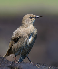 Young Common Starling sitting on bare ground for tight shot 