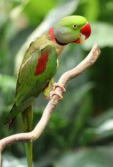 Ring-necked parakeet outdoors