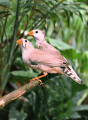 Two beautiful zebra finch outdoors