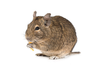 Little Degu isolated on a white background