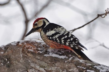 White-backed Woodpecker　オオアカゲラ　エゾオオアカゲラ