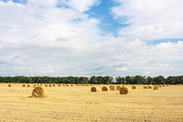 Harvest country landscape