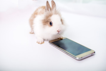 Rabbit looks into the camera and paw touching screen smartphone