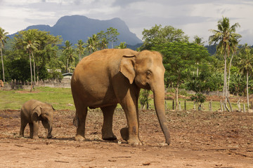 Fototapeta na wymiar Elephant mother with baby in pinnawala elephant orphanage, Sri Lanka