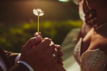 Fototapeta premium The charming brides keeping a dandelion