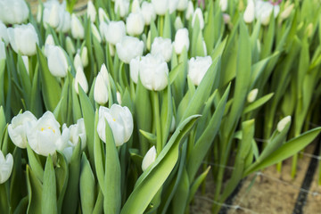 beautiful white tulips in the garden. it is possible to use for postcards