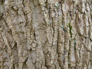 Eucommia ulmoides, Chinesischer Guttaperchabaum, Rinde