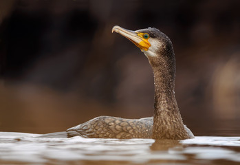 Great cormorant swimming in the river 