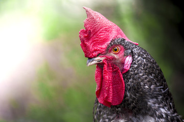 Porträt eines Hahnes in Freilandhaltung