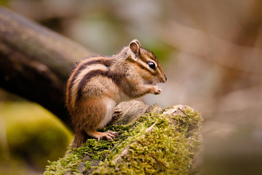 &eacute;cureuil mange
