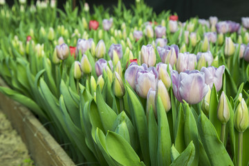 beautiful colorful tulips in the garden. it is possible to use for postcards © ekaterina_devis