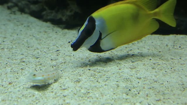 Gobies and foxface rabbitfish stock footage video