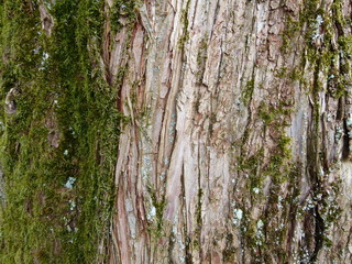 Urweltmammutbaum - Rinde - Metasequoia glyptostroboides
