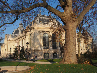 Vieux platane à Paris