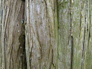 Rotzeder - Rinde - Juniperus virginiana