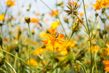 Fototapeta premium beautiful yellow cosmos flowers garden in the field