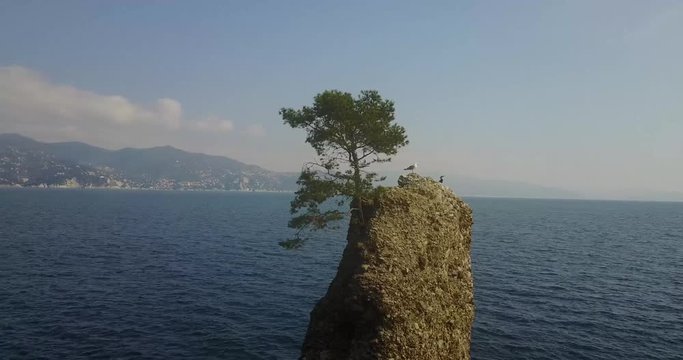 Lo Scoglio della Cadrega, pino marittimo albero, vista aerea, Lungomare tra Santa Margherita Ligure e Portofino, Paraggi, Liguria, Italia
