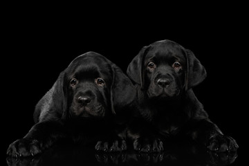 Two gorgeous labrador Retriever puppies lying isolated on black background, front view