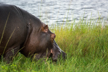 Hippo grazing 
