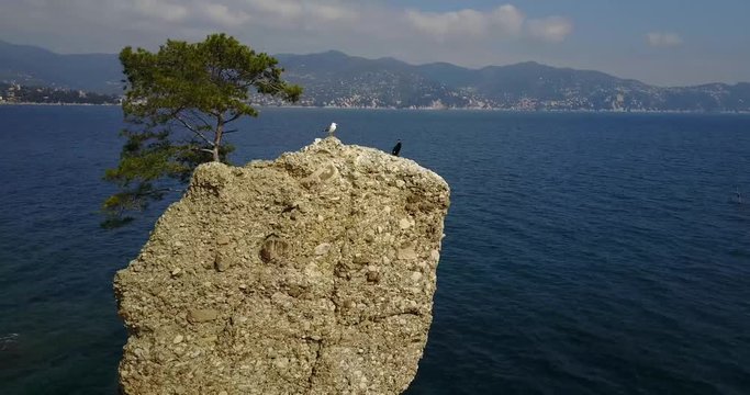 Lo Scoglio della Cadrega, pino marittimo albero, vista aerea, Lungomare tra Santa Margherita Ligure e Portofino, Paraggi, Liguria, Italia