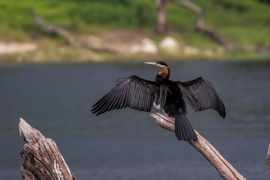 African Darter spreading wings on a branch
