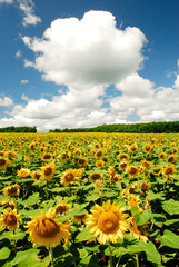 Obraz premium ヒマワリ