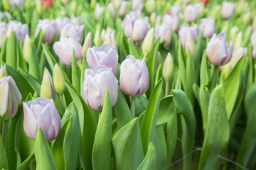 beautiful colorful tulips in the garden. it is possible to use for postcards