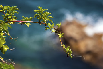 Green plant branch