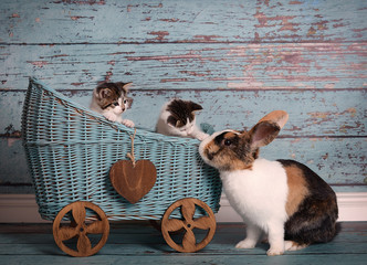 Sweet lovely cats and cute rabbit