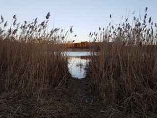 Trawy nad wodą © michalsen