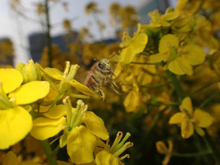 花の間を花粉を吹き飛ばしながら高速移動するミツバチ