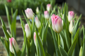 beautiful colorful tulips in the garden. it is possible to use for postcards