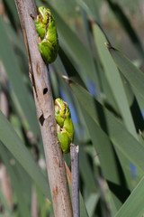 European green tree frog Hyla arborea in natural environment