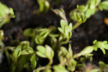 Close up of young sprouts of garden cress salad (Lepidium sativum) growing in spring in garden.