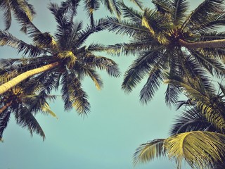 Plakat coconut tree on the beach 