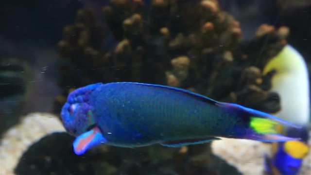 Wrasse in the decorated Marine Aquarium stock footage video