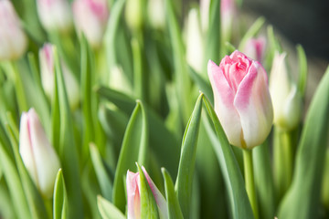 beautiful colorful tulips in the garden. it is possible to use for postcards