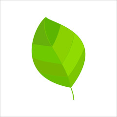 leaf icon 