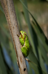 European green tree frog Hyla arborea in natural environment