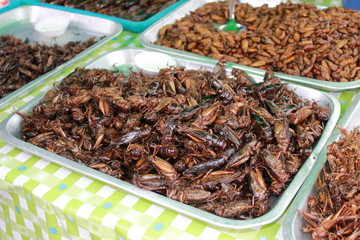 dried insects
