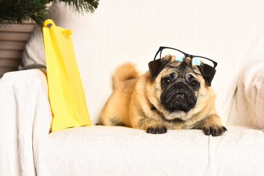 Cute Pug Dog With Glasses And Shopping Package