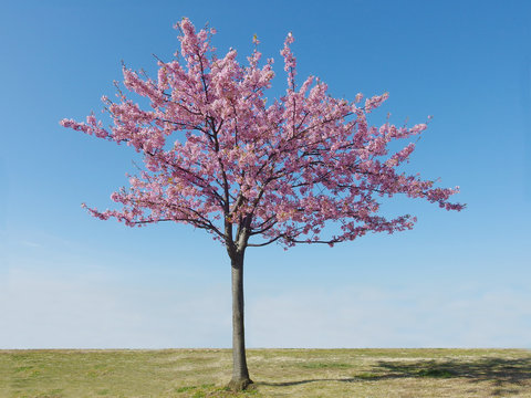 Japan sakura,  pink cherry blossoms tree and blue sky on spring season.
