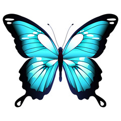 beautiful blue butterfly, isolated  on a white