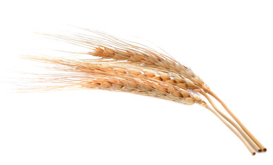 Barley ear over isolated on white background