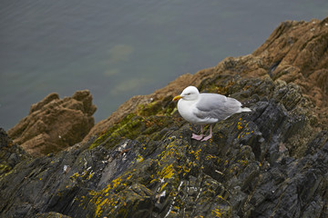 Herring Gull