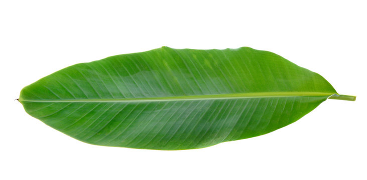 Banana Leaf isolated on white background