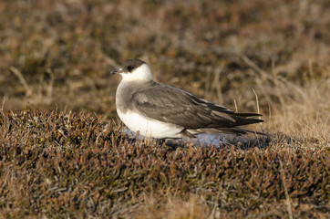 Labbe parasite,.Stercorarius parasiticus, Parasitic Jaeger, Spitzberg, Norvege
