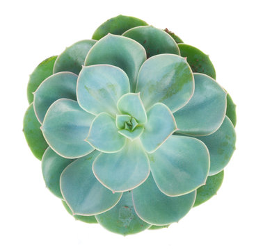a green plant with a white background - One succulent green plant isolated on white background, top 